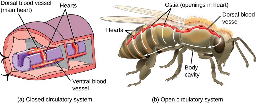 Examples of a closed and open circulatory system are shown. The closed circulatory system is depicted using a cross section of an earthworm. A purple tube with a C shaped cross section runs down the length of the organism. Two bands around the tube are labeled 'Hearts.' A red tube running dorsal (on top of) to the purple tube is labeled 'Dorsal blood vessel (main heart)' and a red tube running ventral (underneath) to the purple tube is labeled 'Ventral blood vessel.' A honey bee is used to dep