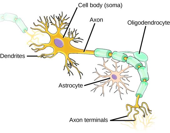 Illustration shows a neuron which has an oval cell body. Branchlike dentrites extend from three sides of the body. A long, thin axon extends from the fourth side. At the end of the axon are branchlike terminals. A cell called an oligodendrocyte grows alongside the axon. Projections from the oligodendrocyte wrap around the axon, forming a myelin sheath. Gaps between parts of the sheath are called nodes of Ranvier. Another cell called an astrocyte sits alongside the axon.
