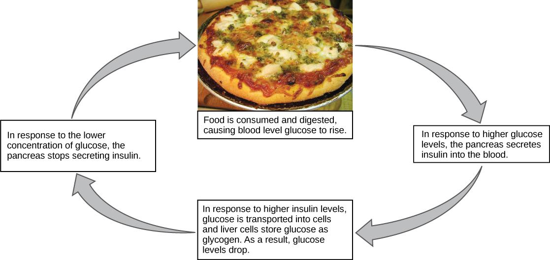 Illustration shows the response to consuming a meal. When food is consumed and digested, blood glucose levels rise. In response to the higher concentration of glucose, the pancreas secretes insulin into the blood. In response to the higher insulin levels in the blood, glucose is transported into many body cells. Liver cells store glucose as glycogen. As a result, blood sugar levels drop. In response to the lower concentration of glucose, the pancreas stops secreting insulin.