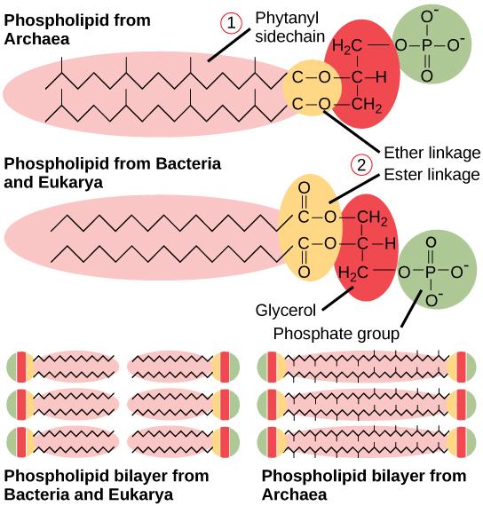 This illustration compares phospholipids from Bacteria and Eukarya to those from Archaea. In Bacteria and Eukarya, fatty acids are attached to glycerol by an ester linkage, while in Archaea, isoprene chains are linked to glycerol by an ether linkage. In the ester linkage, the first carbon in the fatty acid chain has an oxygen double-bonded to it, whereas in the ether linkage, it does not. In Archaea, the isoprene chains have methyl groups branching off from them, whereas such branches are absent in Bacter