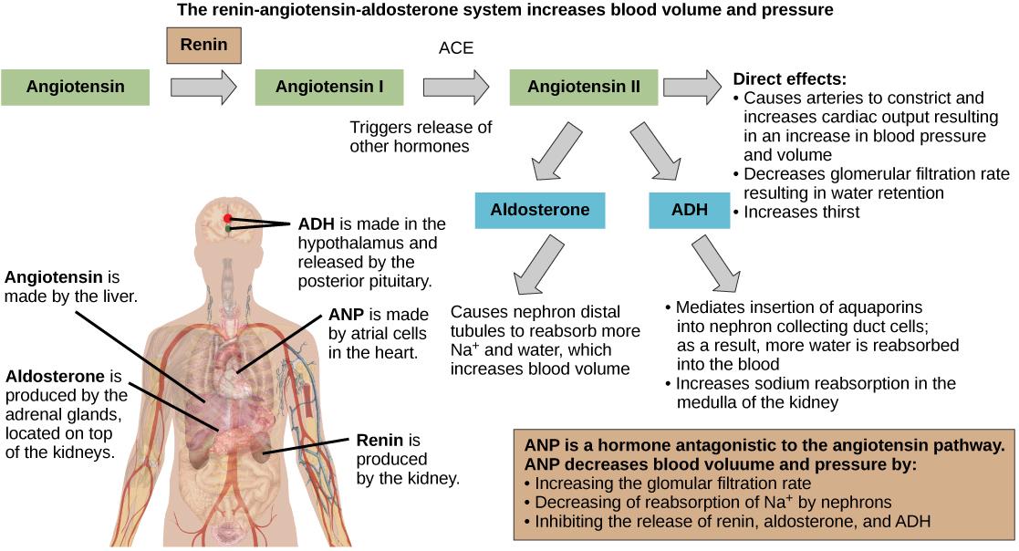 The renin-angiotensin-aldosterone pathway involves four hormones: renin, which is made in the kidney, angiotensin, which is made in the liver, aldosterone, which is made in the adrenal glands, and ADH, which is made in the hypothalamus and secreted by the posterior pituitary. The adrenal glands are located on top of the kidneys, and the hypothalamus and pituitary are in the brain. The pathway begins when renin converts angiotensin into angiotensin I. An enzyme called ACE then converts angiotensin I into a