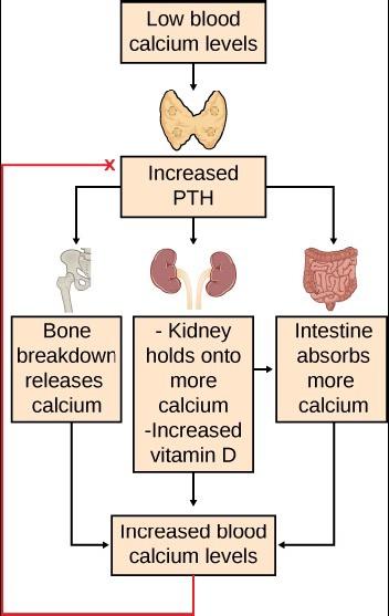 The figure is a map diagram describing how blood calcium control is an example of a negative feedback loop. A box at the top reads Low blood calcium levels with a drawing of the parathyroid gland. Beneath the parathyroid gland, a box reads Increased P T H. Three arrows extend from the Increased P T H box. One arrow points to the left and then down to indicate a pelvic bone with a box that reads Bone breakdown releases calcium. Another arrow points down to a pair of kidneys and a box that contains two bull
