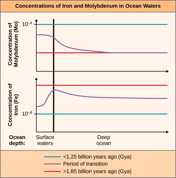 This figure is titled Concentrations of Iron and Molybdenum in Ocean Waters. It contains two graphs. Both graphs are line graphs that have two category labels on the x-axis: surface waters and deep ocean. The top graph shows the concentration of molybdenum, abbreviated uppercase M lowercase O. Less than 1.25 billion years ago, the M O concentration was steady at 10 to the negative 4 in both surface waters and deep ocean. During the period of transition, the M O concentration graph line just below the 10 t