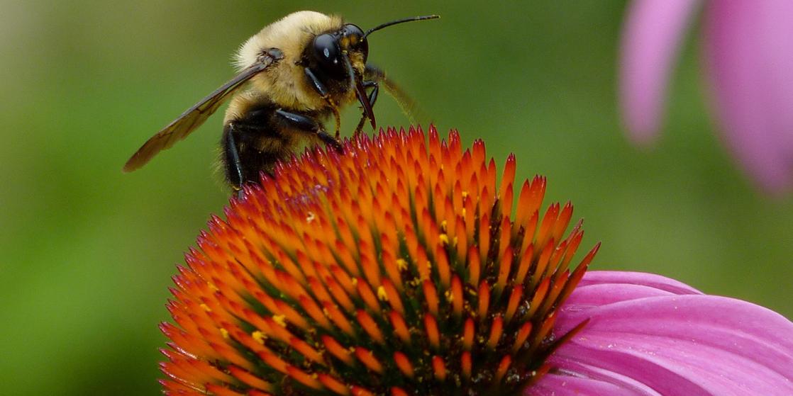 Photo shows a bee collecting nectar from a flower.