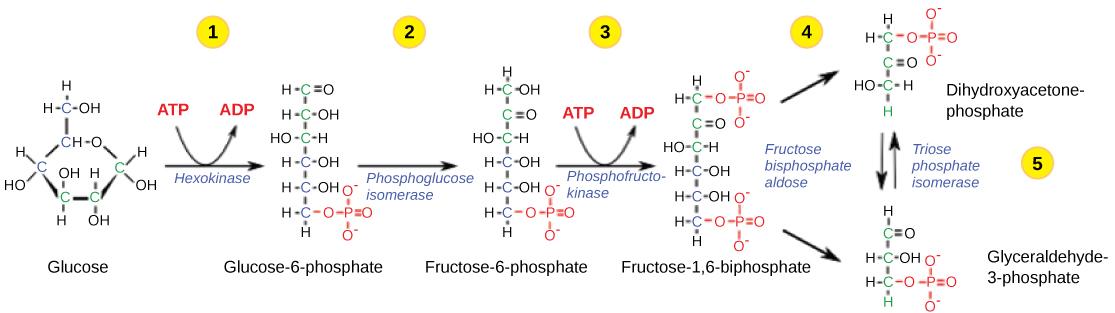 This illustration shows the steps in the first half of glycolysis. In step one, the enzyme hexokinase uses one ATP molecule in the phosphorylation of glucose. In step two, glucose-6-phosphate is rearranged to form fructose-6-phosphate by phosphoglucose isomerase. In step three, phosphofructokinase uses a second ATP molecule in the phosphorylation of the substrate, forming fructose-1,6-bisphosphate. The enzyme fructose bisphosphate aldose splits the substrate into two, forming glyceraldeyde-3-phosphate and