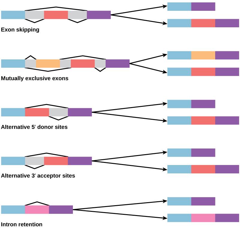 Diagram shows five methods of alternative splicing of pre-mRNA. When exon skipping occurs, an exon is spliced out in one mature mRNA product and retained in another. When mutually exclusive exons are present in the pre-mRNA, only one is retained in the mature mRNA. When an alternative 5’ donor site is present, the location of the 5’ splice site is variable. When an alternative 3’ acceptor site is present, the location of the 3’ splice site is variable. Intron retention results in an intron being r