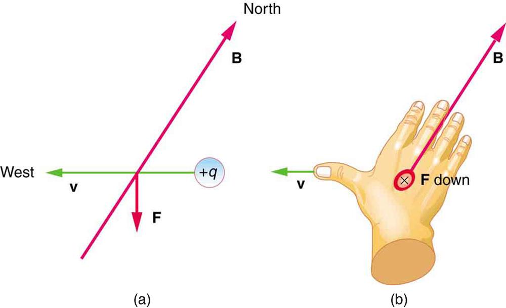 The effects of the Earth’s magnetic field on moving charges. Figure a shows a positive charge with a velocity vector due west, a magnetic field line B oriented due north, and a magnetic force vector F straight down. Figure b shows the right hand facing down, with the fingers pointing north with B, the thumb pointing west with v, and force down away from the hand.