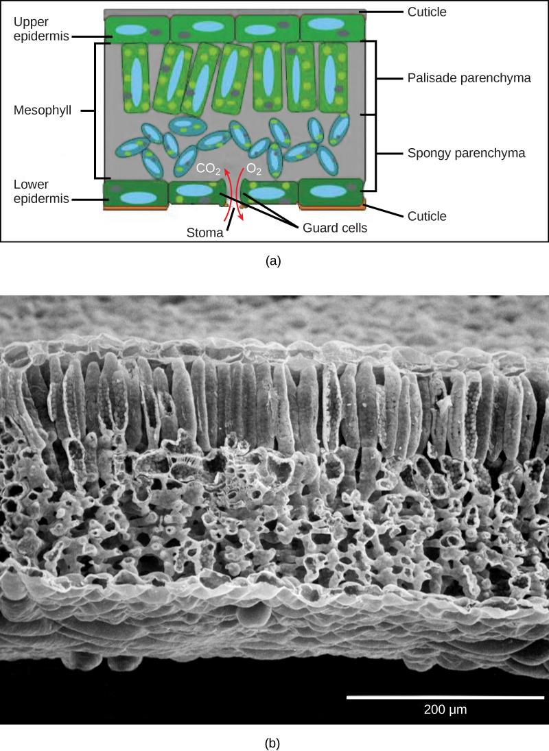 Part A is a leaf cross section illustration. A flat layer of rectangular cells make up the upper and lower epidermis. A cuticle layer protects the outside of both epidermal layers. A stomatal pore in the lower epidermis allows carbon dioxide to enter and oxygen to leave. Oval guard cells surround the pore. Sandwiched between the upper and lower epidermis is the mesophyll. The upper part of the mesophyll is comprised of columnar cells called palisade parenchyma. The lower part of the mesophyll is made up o