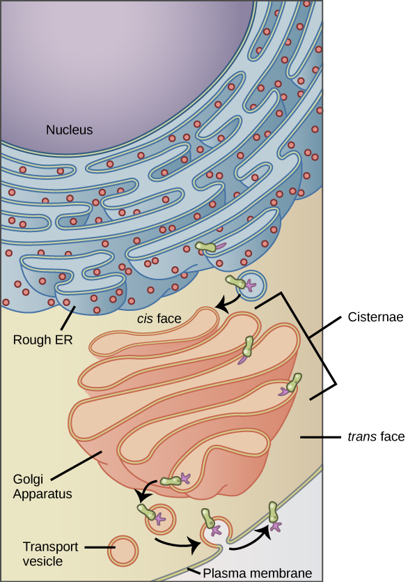 The left part of this figure shows the rough ER with an integral membrane protein embedded in it. The part of the protein facing the inside of the ER has a carbohydrate attached to it. The protein is shown leaving the ER in a vesicle that fuses with the cis side of the Golgi apparatus. The Golgi apparatus consists of several layers of membranes, called cisternae. As the protein passes through the cisternae, it is further modified by the addition of more carbohydrates. Eventually, it leaves the trans face 