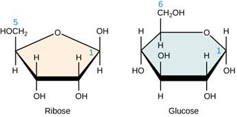 This figure shows the structures of Ribose and glucose. Ribose is a pentagon-shaped molecule with a carbon at each corner of the pentagon, with the exception of the apex of the pentagon, which has an O atom. The carbons on ribose have the following attaching groups: the right carbon, labeled 1, has an O H and an H. The lower right carbon has an O H and an H. The lower left carbon has an O H and an H. The left carbon, labeled 5, has H O C H 2 and an H. Glucose is a hexagon-shaped molecule with a carbon at 