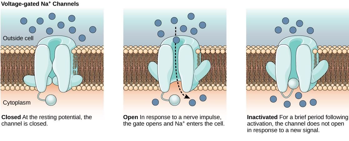 The first image shows a voltage-gated sodium channel that is closed at the resting potential. In response to a nerve impulse the channel opens, allowing sodium to enter the cell. After the impulse the channel enters an inactive state. The channel closes by a different mechanism and, for a brief period does not reopen in response to a new nerve impulse.