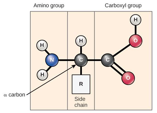 The molecular structure of an amino acid is given. An amino acid has an alpha carbon to which an amino group, a carboxyl group, a hydrogen, and a side chain are attached. The side chain varies for different amino acids, and is designated with an 'R.'