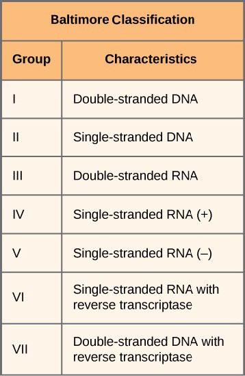 This is a two-column table titled Baltimore Classification. The columns from left to right are Group and Characteristics. The Groups column contains 1 to 7, one in each row. Across from each group number is their corresponding characteristics. Group 1, double-stranded D N A. Group 2, single-stranded D N A. Group 3, double-stranded R N A. Group 4, single-stranded R N A positive. Group 5, single-stranded R N A negative. Group 6, single-stranded R N A with reverse transcriptase. Group 7, double-stranded D N 