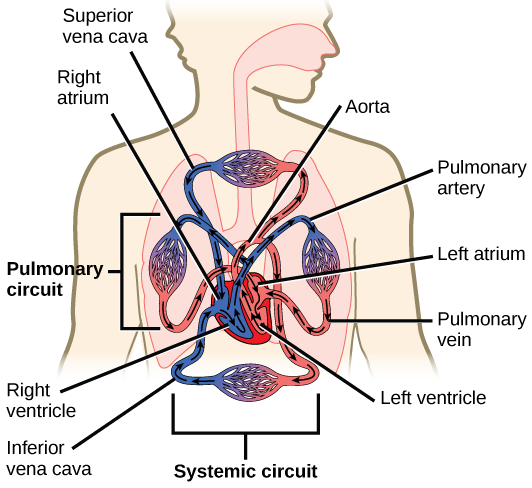 Illustration shows blood circulation through the mammalian systemic and pulmonary circuits. Blood enters the left atrium, the upper left chamber of the heart, through veins of the systemic circuit. The major vein that feeds the heart from the upper body is the superior vena cava, and the major vein that feeds the heart from the lower body is the inferior vena cava. From the left atrium blood travels down to the left ventricle, then up to the pulmonary artery. From the pulmonary artery blood enters capilla