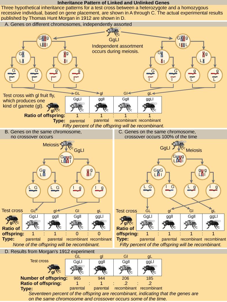 The illustration shows the possible inheritance patterns of linked and unlinked genes. The example used includes fruit fly body color and wing length. Fruit flies may have a dominant gray color (G) or a recessive black color (g). They may have dominant long wings (L) or recessive short wings (l). Three hypothetical inheritance patterns for a test cross between a heterozygous and a recessive fruit fly are shown, based on gene placement. The actual experimental results published by Thomas Hunt Morgan in 191