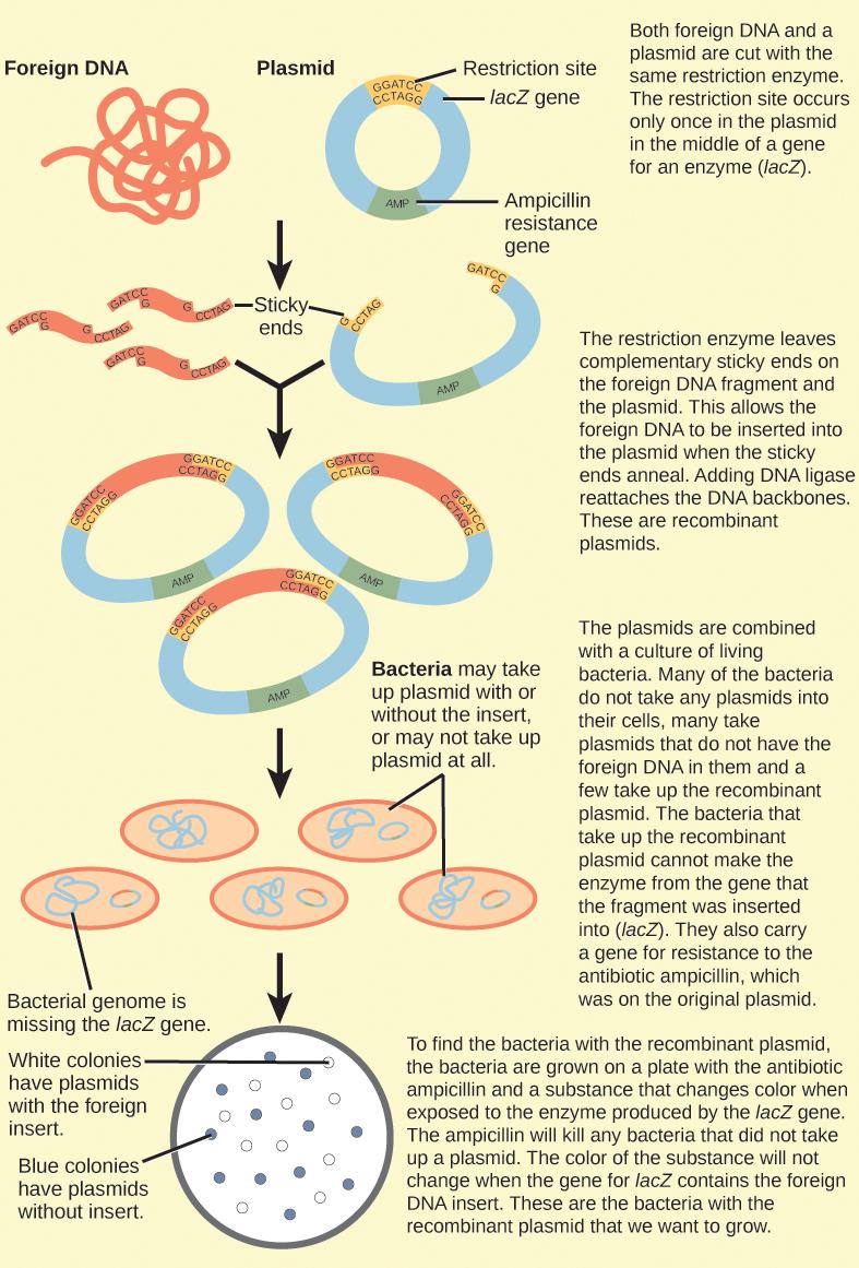 Figure illustrates the steps in molecular cloning into a plasmid called a cloning vector. The vector has a lacZ gene, which is necessary for metabolizing lactose, and a gene for ampicillin resistance. Within the lacZ gene are restriction sites, sequences of DNA cut by a particular restriction enzyme. The DNA to be cloned and the plasmid are both cut by the same restriction enzyme. The restriction enzyme staggers the cuts on the two strands of DNA, such that each strand has an overhanging single-stranded b