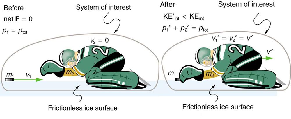 The first picture shows an ice hockey goal keeper of mass m 2 bent on his knees, turning to the left on a frictionless ice surface with zero velocity and a hockey puck of mass m 1 and velocity V 1 moving toward the right. The total momentum of the system is p 1 which is the momentum of the puck and the net force is zero. The second picture shows the goalie to catch the puck. The puck moves with velocity V 1prime and the goalie with velocity V 2 prime and their magnitudes are equal. The momentum of the puc