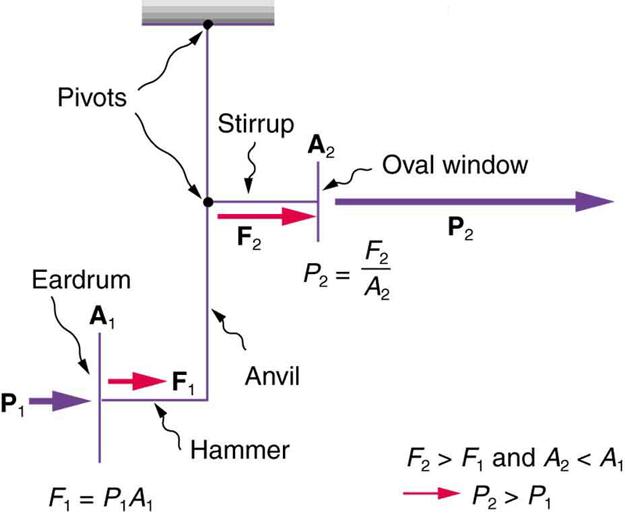 The schematic diagram of the middle ear’s system for converting sound pressure is shown. There is a pressure P one applied on the ear drum shown as a vertical line. The pressure P one travels along a horizontal line marked hammer as force F one. Then up a vertical line marked anvil and reaches a point marked pivot. Then this travels as a force F two along a horizontal line marked stirrup and reaches the oval window shown by a vertical line then passes by it as pressure P two. The pivot point has another