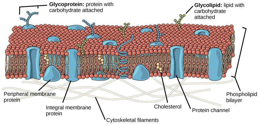 This illustration shows a phospholipid bilayer with proteins and cholesterol embedded in it. Integral membrane proteins span the entire membrane. Protein channels are integral membrane proteins with a central pore through which molecules can pass. Peripheral proteins are associated with the phospholipid head groups on one side of the membrane only. A glycoprotein is shown with the protein portion of the molecule embedded in the membrane and the carbohydrate portion jutting out from the membrane. A glycoli