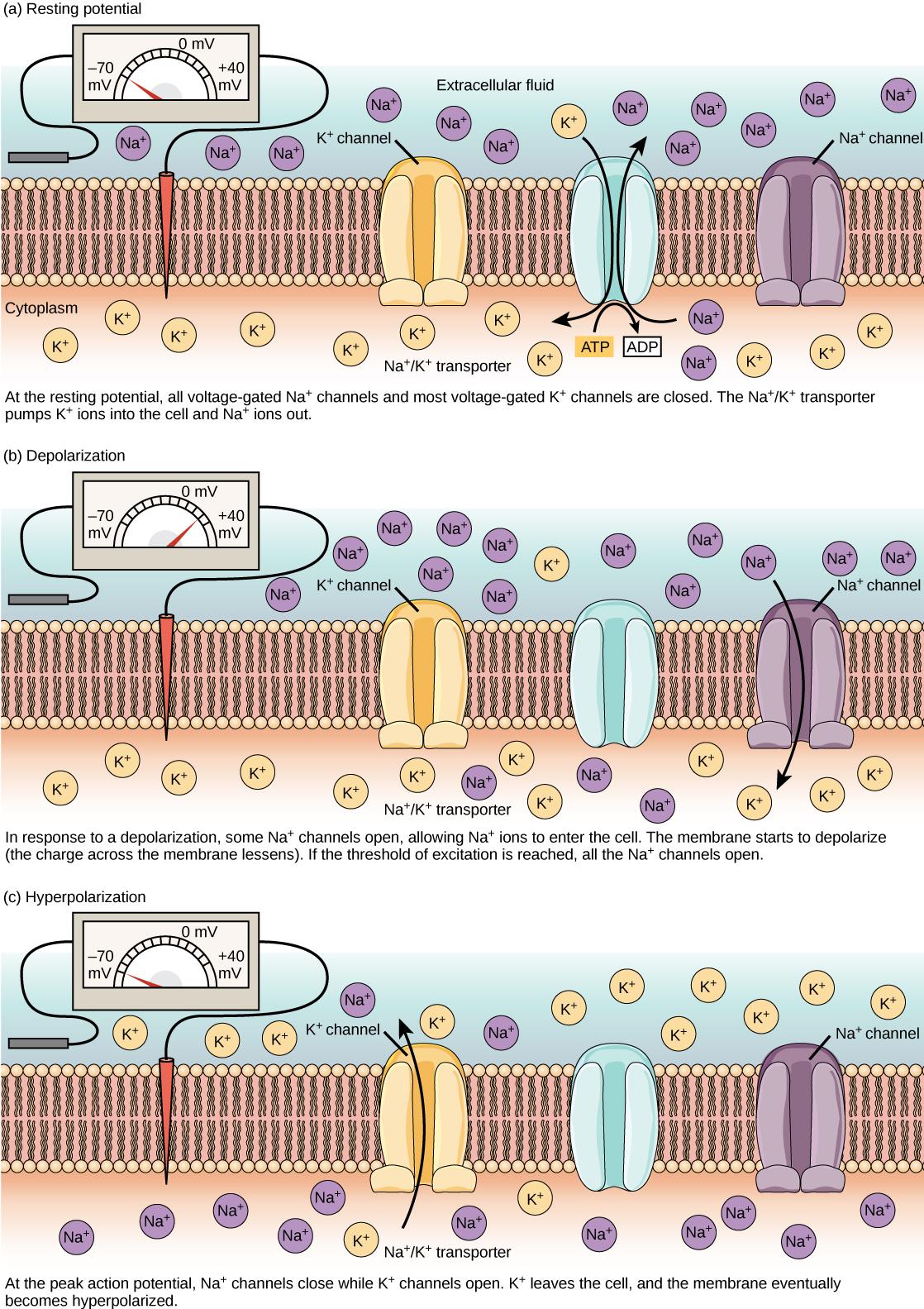 The resting membrane potential of minus seventy volts is maintained by a sodium/potassium transporter that transports sodium ions out of the cell and potassium ions in. Voltage gated sodium and potassium channels are closed. In response to a nerve impulse, some sodium channels open, allowing sodium ions to enter the cell. The membrane starts to depolarize; in other words, the charge across the membrane lessens. If the membrane potential increases to the threshold of excitation, all the sodium channels ope