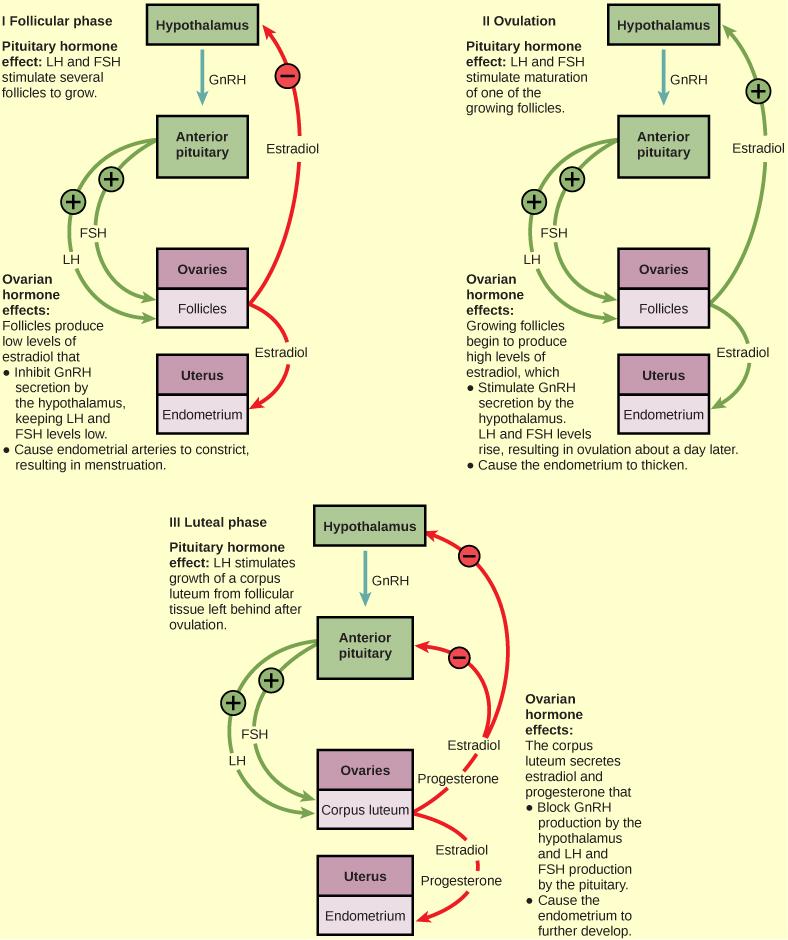 Hormone levels during the follicular phase, ovulation, and the luteal phase are compared. During the follicular phase, LH and FSH secreted from the pituitary stimulate several follicles to grow. The follicles produce low levels of estradiol that inhibit GnRH secretion by the hypothalamus, keeping LH and FSH levels low. Low levels of estradiol also cause the endometrial arteries to constrict, resulting in menstruation. During the time leading up to ovulation, LH and FSH stimulate maturation of one of the f