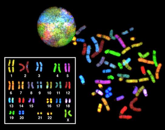 The 23 chromosomes from a human female are each dyed a different color so they can be distinguished. During most of the cell cycle, each chromosome is elongated into a thin strand that folds over on itself, like a piece of spaghetti.  The chromosomes fill the entire spherical nucleus, but each one is contained in a different part, resulting in a multi-colored sphere. During mitosis, the chromosomes condense into thick, compact bars, each a different color. These bars can be arranged in numerical order to 