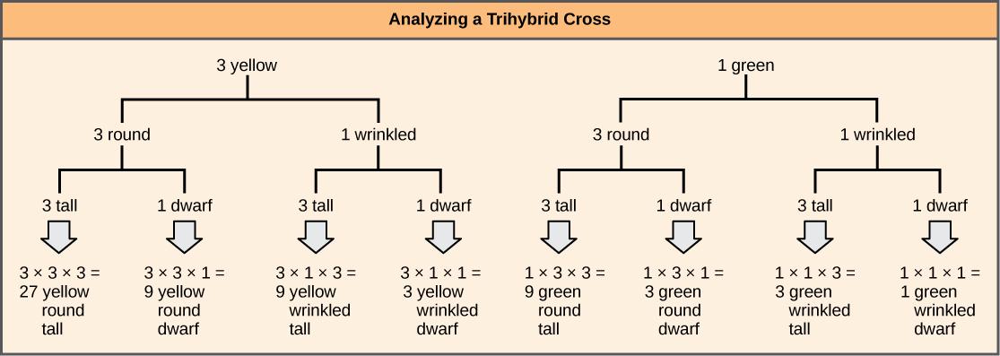 A forked-line diagram is shown for the F_{2} generation of a trihybrid cross of pea plants with the dominant yellow, round, and tall phenotype with pea plants of the recessive green, wrinkled, dwarf phenotype. The top row shows that the color ratio is 3 yellow to 1 green in the F_{2} generation. The second row shows that the probability that plants of either pea color having the round or wrinkled texture is 3 to 1. The third row shows that the probability of plants with either of the above textures having