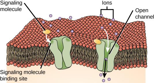This illustration shows a gated ion channel that is closed in the absence of a signaling molecule. When a signaling molecule binds, a pore in the middle of the channel opens, allowing ions to enter the cell.