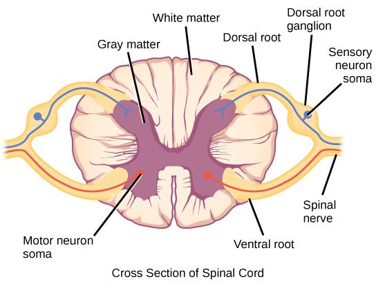 Illustration shows a cross section of the spinal cord. The gray matter forms an X inside the white matter. A spinal nerve extends from the left arm of the X, and another extends from the left leg of the X. The two nerves join together to the left of the spine. The right arm and leg of the X form a symmetrical nerve. The part of the nerve that exits from the leg of the X is called the ventral root, and the part that exists from the arm of the X is called the dorsal root. The ventral root is on the belly si