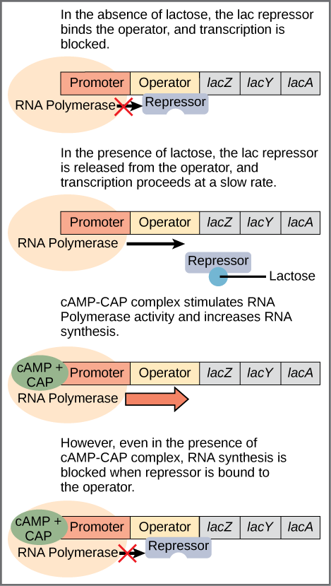 The lac operon consists of a promoter, an operator, and three genes named lacZ, lacY, and lacA. RNA polymerase binds to the promoter. In the absence of lactose, the lac repressor binds to the operator and prevents RNA polymerase from transcribing the operon. In the presence of lactose, the repressor is released from the operator, and transcription proceeds at a slow rate. Binding of the cAMP–CAP complex to the promoter stimulates RNA polymerase activity and increases RNA synthesis. However, even in the 