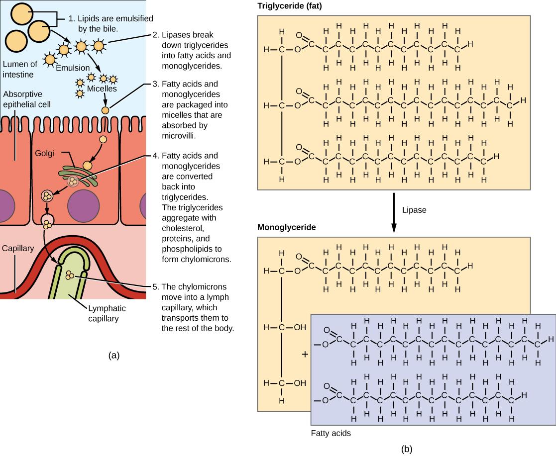 Illustration shows a row of absorptive epithelial cells that line the intestinal lumen. Hair-like microvilli project into the lumen. On the other side of the epithelial cells are capillaries and lymphatic vessels. In the intestinal lumen, lipids are emulsified by the bile. Lipases break down fats, also known as triglycerides, into fatty acids and monoglycerides. Fats are made up of three fatty acids attached to a 3-carbon glycerol backbone. In monoglycerides, two of the fatty acids are removed. The emulsi