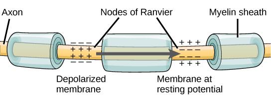 Illustration shows an axon covered in three bands of myelin sheath. Between the sheath coverings the axon is exposed. The uncovered parts of the axon are called nodes of Ranvier. In the illustration, the left node of Ranvier is depolarized such that the membrane potential is positive inside and negative outside. The right membrane of the right node is at the resting potential, negative inside and positive outside. An arrow indicates that the depolarization jumps from the left node to the right, so that th