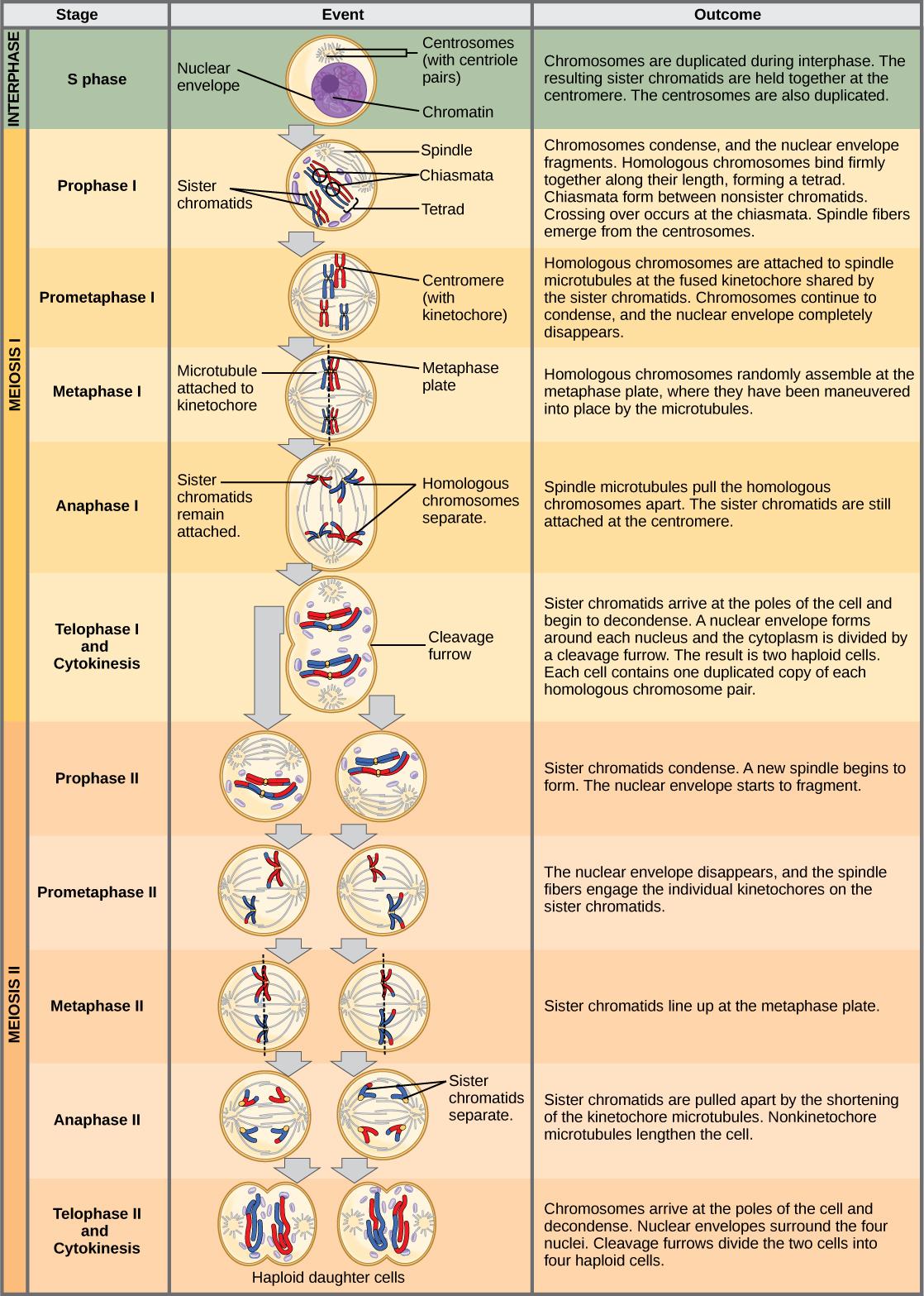 This illustration outlines the stages of meiosis. In interphase, before meiosis begins, the chromosomes are duplicated. Meiosis I then proceeds through several stages. In prophase I, the chromosomes begin to condense and the nuclear envelope fragments. Homologous pairs of chromosomes line up, and chiasmata form between them. Crossing over occurs at the chiasmata. Spindle fibers emerge from the centrosomes. In prometaphase I, homologous chromosomes attach to the spindle microtubules. In metaphase I, homolo