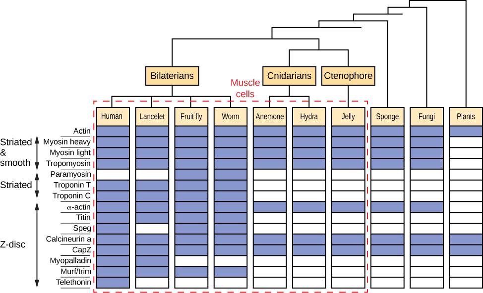 This diagram indicates which muscle proteins are present in plants, fungi, and various animals. The diagram also notes that all of animals except the sponge possess muscle cells and that fungi and plants do not possess muscle cells. The muscle proteins are divided into three groups: striated and smooth proteins, striated proteins, and disc proteins. The four striated proteins are actin, myosin heavy chain, myosin light chain, and tropomyosin. The three striated proteins are paramyosin, troponin, and tropo