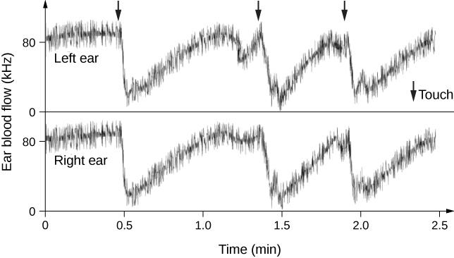 This figure is a two adjoining graphs measuring Ear blood flow in kilohertz on the y-axis, with values 0 and 80, versus Time in minutes on the x-axis, from 0 to 2.5 in increments of 0.5. Data are shown for measurements of ear blood flow for the left ear in the top graph and the right ear in the bottom graph. A short downward-pointing arrow, labeled Touch, is on the right side of the left ear graph. Three short downward-pointing arrows appear at the top of the left ear graph, at 0.5, less than 1.5, and les
