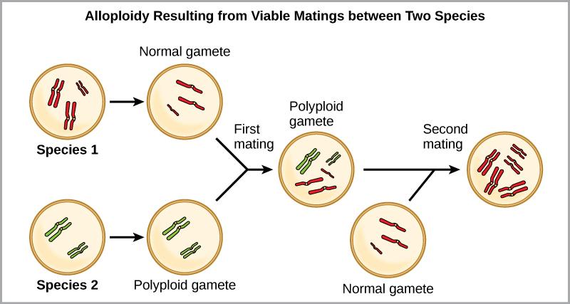 Alloploidy results from viable matings between two species with different numbers of chromosomes. In the example shown, species one has three pairs of chromosomes, and species two has two pairs of chromosomes. When a normal gamete from species one (with three chromosomes) fuses with a polyploidy gamete from species two (with two pairs of chromosomes), a zygote with seven chromosomes results. An offspring from this mating produces a polyploid gamete, with seven chromosomes. If this polyploid gamete fuses w