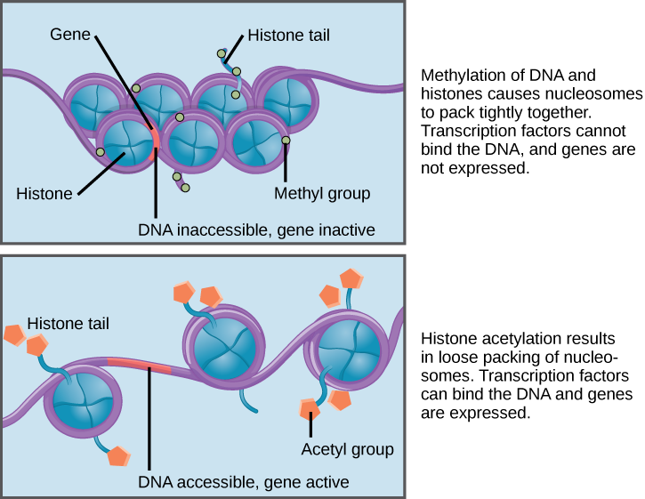Nucleosomes are depicted as wheel-like structures. The nucleosomes are made up of histones, and have DNA wrapped around the outside. Each histone has a tail that juts out from the wheel. When DNA and the histone tails are methylated, the nucleosomes pack tightly together so there is no free DNA. Transcription factors cannot bind, and genes are not expressed. Acetylation of histone tails results in a looser packing of the nucleosomes. Free DNA is exposed between the nucleosomes, and transcription factors a