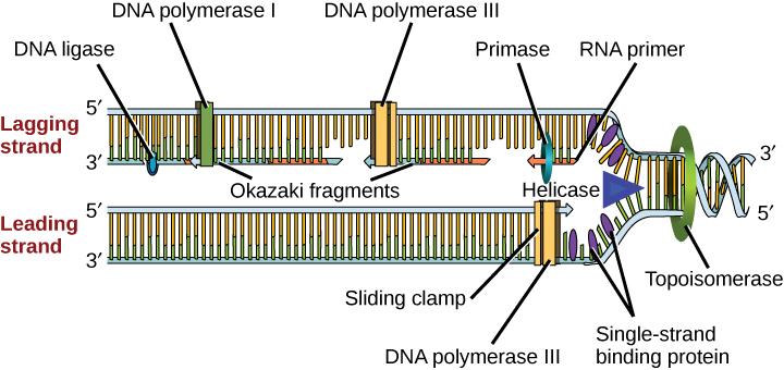 Illustration shows the replication fork. Helicase unwinds the helix, and single-strand binding proteins prevent the helix from re-forming. Topoisomerase prevents the DNA from getting too tightly coiled ahead of the replication fork. DNA primase forms an RNA primer, and DNA polymerase extends the DNA strand from the RNA primer. DNA synthesis occurs only in the 5' to 3' direction. On the leading strand, DNA synthesis occurs continuously. On the lagging strand, DNA synthesis restarts many times as the helix 