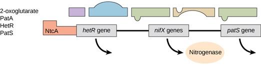 A figure using irregular shapes to represent metabolites or transcription factors. There is a line of shapes at the top. The first is a relatively small rectangle, the second is a dome-shaped structure with a rectangular bottom, the third is a rectangle with a small knob on its left bottom edge, the fourth is a rectangle with a semicircle cut out of the bottom edge, and the fifth is a rectangle with a small knob on its left bottom edge. The second line of shapes are rectangles labeled NtcA, hetR gene, nif