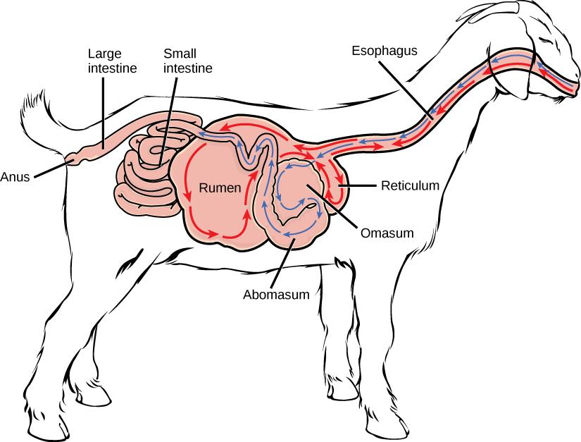 Illustration shows the digestive system of a goat. Food passes from the mouth, through the esophagus and into the rumen. It circulates clockwise through the rumen, then moves forward, and down into the small, pouch-shaped reticulum. From the reticulum the food, which is now cud, is regurgitated. The animal chews the cud, and then swallows it into the coiled omasum, which sits between the reticulum and the rumen. After circulating through the omasum the food enters the small intestine, then the large intes