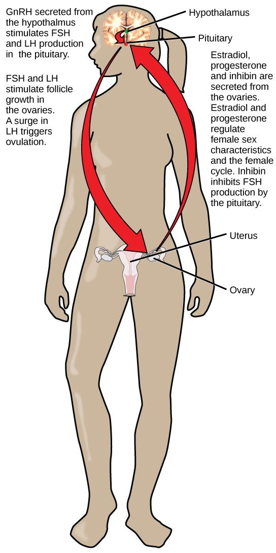 The hypothalamus secretes GnRH, which stimulates secretion of FSH and LH from the pituitary. The hypothalamus and pituitary are both found in the brain. FSH and LH stimulate follicle growth in the ovaries, and a surge in LH triggers ovulation. The two ovaries, which are located on either side of the uterus, secrete estradiol, progesterone, and inhibin. Estrodiol and progesterone regulate female sex characteristics and the menstrual cycle. Inhibin inhibits FSH production by the pituitary in a negative feed