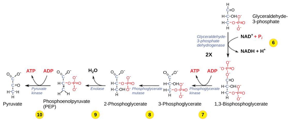 This illustration shows the steps in the second half of glycolysis. In step six, the enzyme glyceraldehydes-3-phosphate dehydrogenase produces one NADH molecule and forms 1,3-bisphosphoglycerate. In step seven, the enzyme phosphoglycerate kinase removes a phosphate group from the substrate, forming one ATP molecule and 3-phosphoglycerate. In step eight, the enzyme phosphoglycerate mutase rearranges the substrate to form 2-phosphoglycerate. In step nine, the enzyme enolase rearranges the substrate to form 