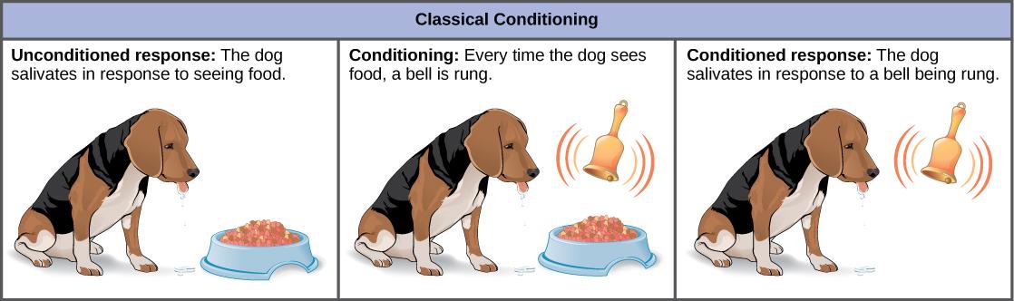 In the unconditioned response, a dog salivates in response to seeing food. The dog is then conditioned by the ringing of a bell every time it sees food. After conditioning, the dog salivates in response to the bell, even if no food is present. This is called a conditioned response.