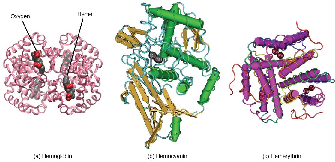 Molecular model A shows the structure of hemoglobin, which is made up of four protein subunits, each of which is coiled into helices. Left right, bottom and top parts of the molecule are symmetrical. Four small heme groups are associated with hemoglobin. Oxygen is bound to the heme. Molecular model B shows the structure of hemocyanin, a protein made up of coiled helices and ribbon-like sheets. Two copper ions are associated with the protein. Molecular model C shows the structure of hemerythrin, a protein 