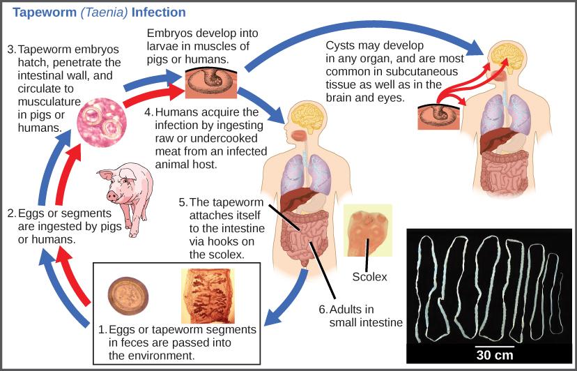 The life cycle of a tapeworm begins when eggs or tapeworm segments in the feces are ingested by pigs or humans. The embryos hatch, penetrate the intestinal wall, and circulate to the musculature in both pigs and humans. Humans may acquire a tapeworm infection by ingesting raw or undercooked meat. Infection may results in cysts in the musculature, or in tapeworms in the intestine. Tapeworms attach themselves to the intestine via a hook-like structure called the scolex. Tapeworm segments and eggs are excret