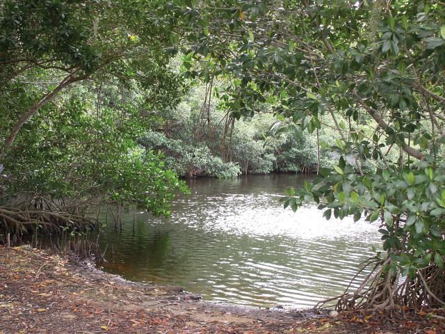 Shown are mangrove trees shading a pool of water. They form a low canopy with elliptical leaves. Their roots are partially above ground and look rather gnarly.