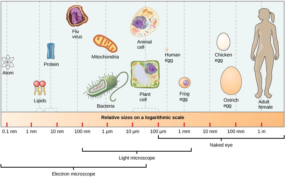 Part a: Relative sizes on a logarithmic scale, from 0.1 nm to 1 m, are shown. Objects are shown from smallest to largest. The smallest object shown, an atom, is about 1 nm in size. The next largest objects shown are lipids and proteins; these molecules are between 1 and 10 nm. Bacteria are about 100 nm, and mitochondria are about 1 greek mu m. Plant and animal cells are both between 10 and 100 greek mu m. A human egg is between 100 greek mu m and 1 mm. A frog egg is about 1 mm, A chicken egg and an ostric