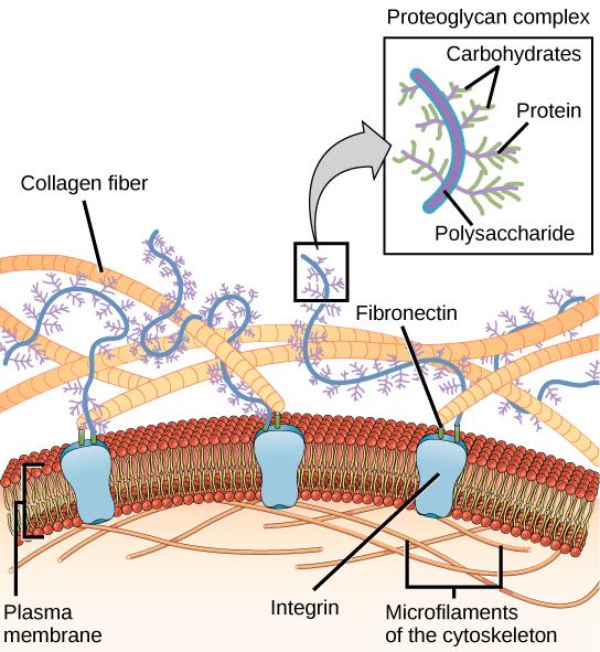 This illustration shows the plasma membrane. Embedded in the plasma membrane are integral membrane proteins called integrins. On the exterior of the cell is a vast network of collagen fibers. The fibers are attached to the integrins via a protein called fibronectin. Proteoglycan complexes also extend from the plasma membrane to the extracellular matrix. A close-up view shows that each proteoglycan complex is composed of a polysaccharide core. Proteins branch from this core, and carbohydrates branch from t