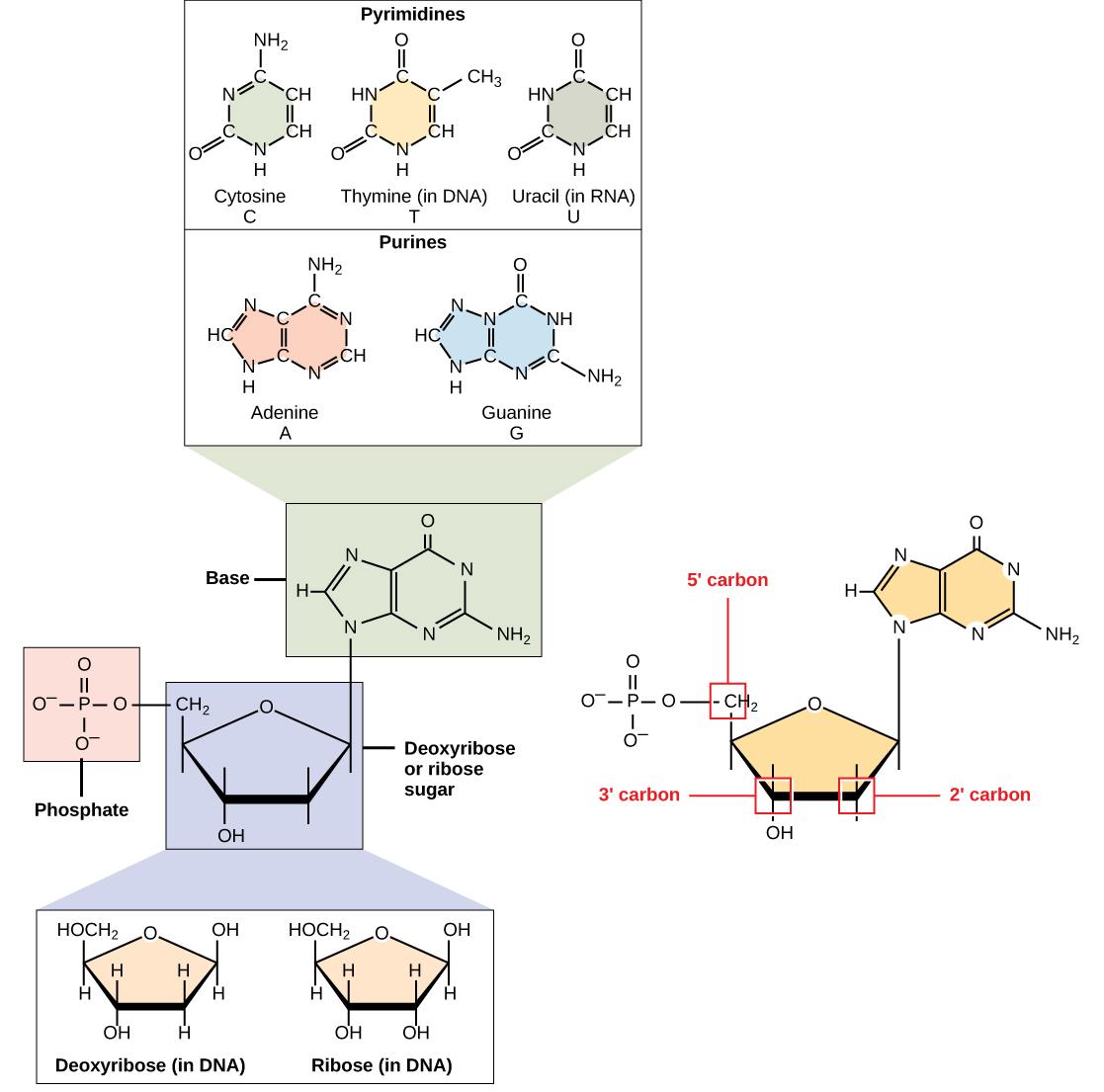 The molecular structure of a nucleotide is shown. The core of the nucleotide is a pentose whose carbon residues are numbered one prime through five prime. The base is attached to the one prime carbon, and the phosphate is attached to the five prime carbon. Two kinds of pentose are found in nucleotides: ribose and deoxyribose. Deoxyribose has an H instead of OH at the two prime position. Five kinds of base are found in nucleotides. Two of these, adenine and guanine, are purine bases with two rings fused to
