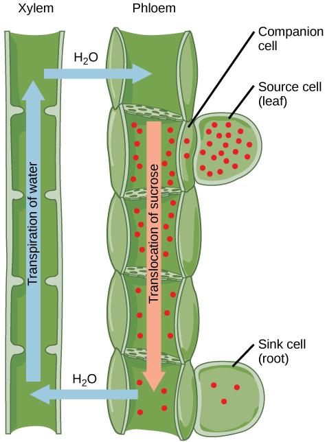 Illustration shows the transpiration of water up the tubes of the xylem from a root sink cell. At the same time, sucrose is translocated down the phloem to the root sink cell from a leaf source cell. The sucrose concentration is high in the  source cell, and gradually decreases from the source to the root.